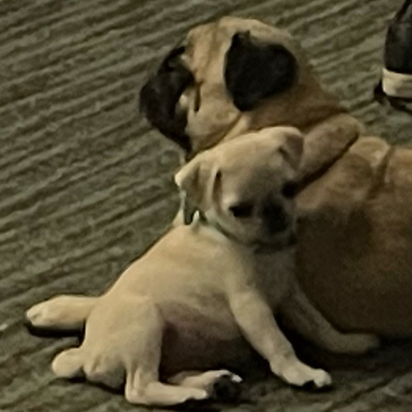 Meet your Posher, Rachael - Picture 3 of 16